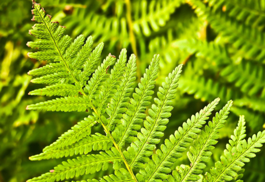 哪些植物不需要陽光?這些植物有哪些特征?