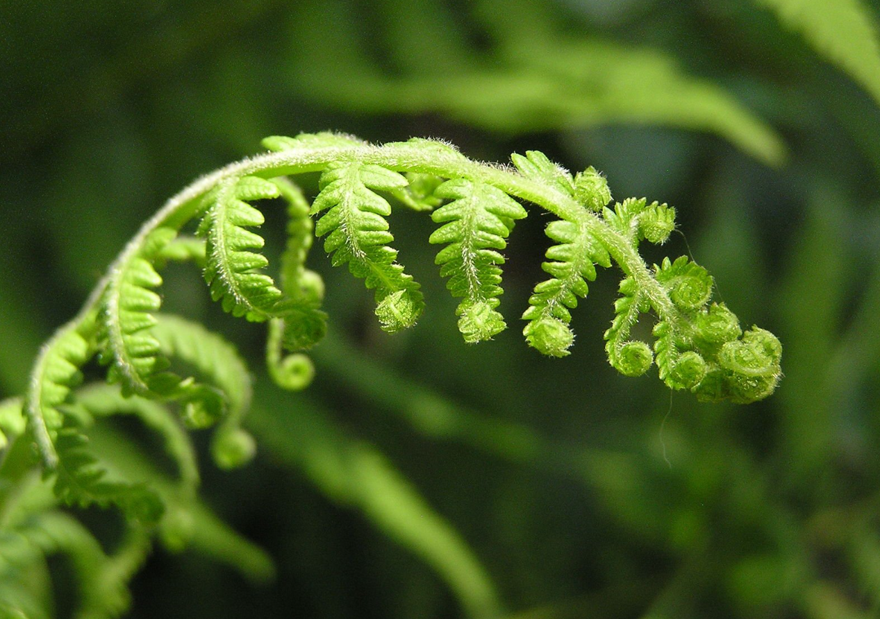 哪些植物不需要陽光?這些植物有哪些特征?