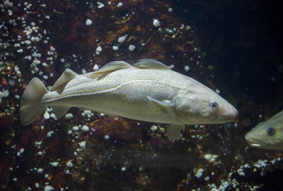 魚肝油可以在哪些魚身上提取?有哪些用途?