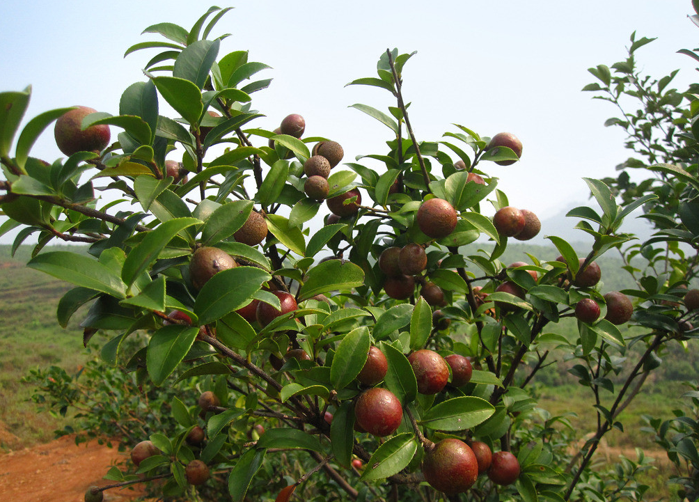 我國油茶樹種植基地有哪些?