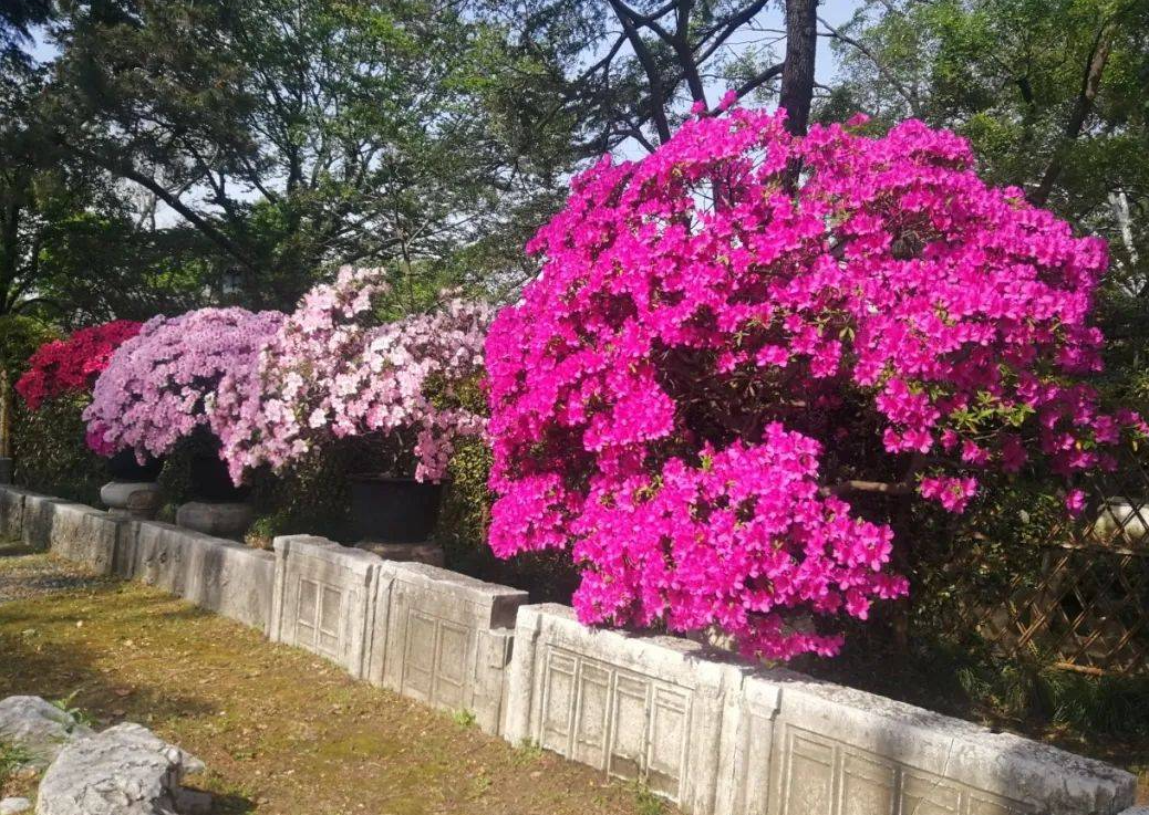 蠟皮杜鵑怎么養(yǎng)長得好?