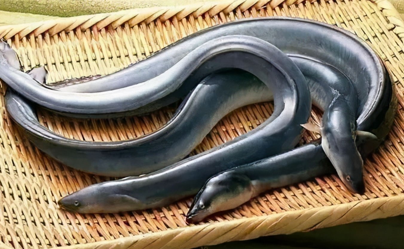 已知的深海魚的品類和經濟價值介紹,目前如何觀測和捕撈?