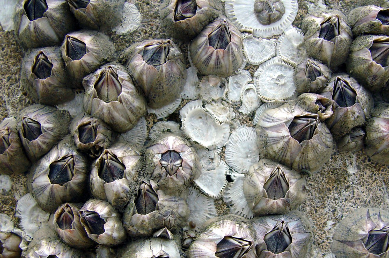 藤壺有那些生物價值?藤壺生活環(huán)境及特點介紹