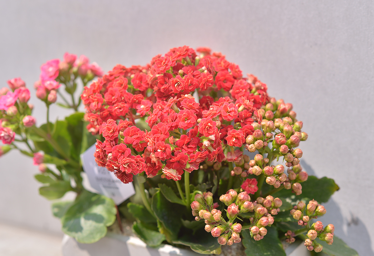 長壽花怎么樣開花多?