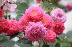 <b>薔薇有哪些特點，家中栽種需要注意哪些？</b>