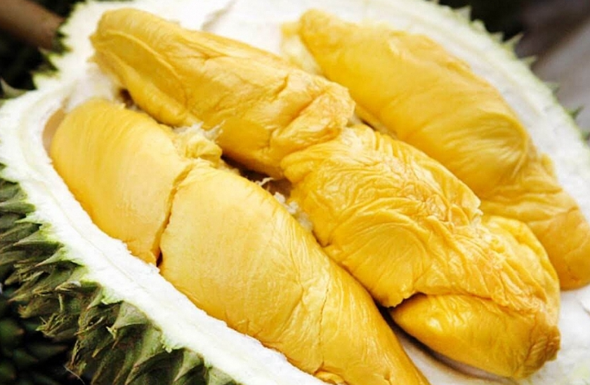 榴蓮的特點(diǎn)和種植技巧介紹