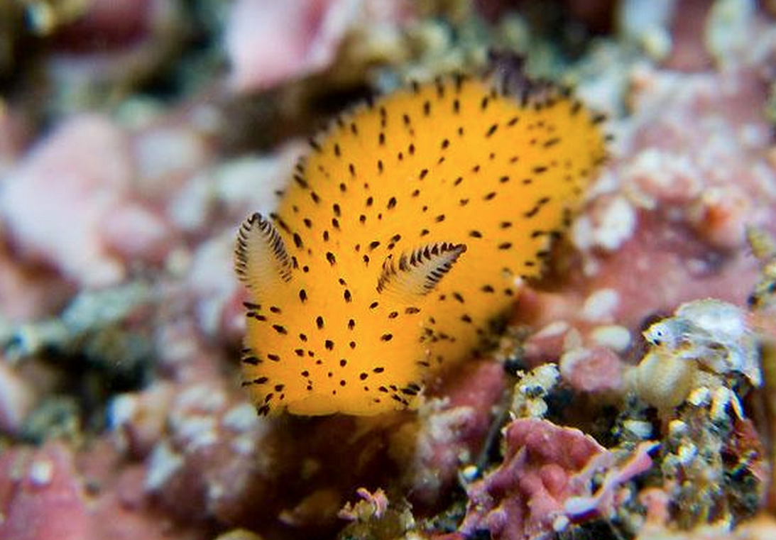 海兔是兔類嗎?海兔是魷魚嗎?