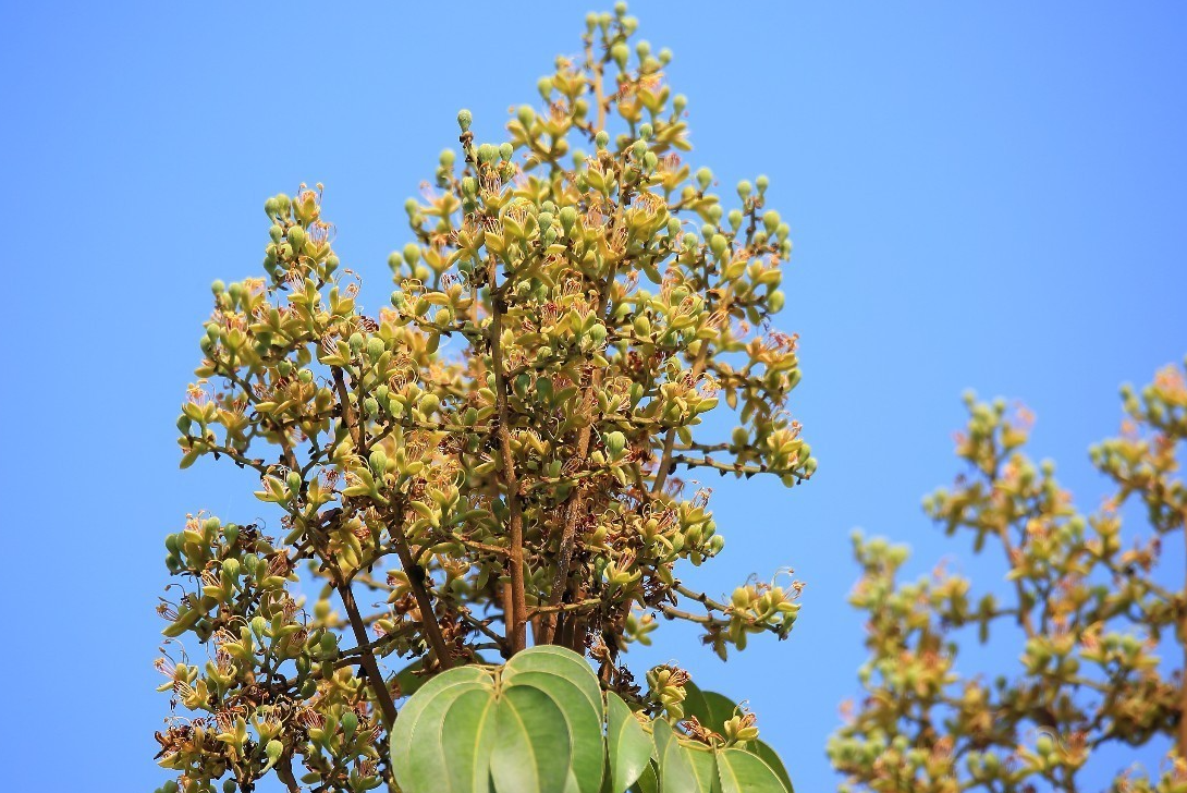 絨毛油楠的生活環(huán)境和特點(diǎn)介紹,如何人工栽培?
