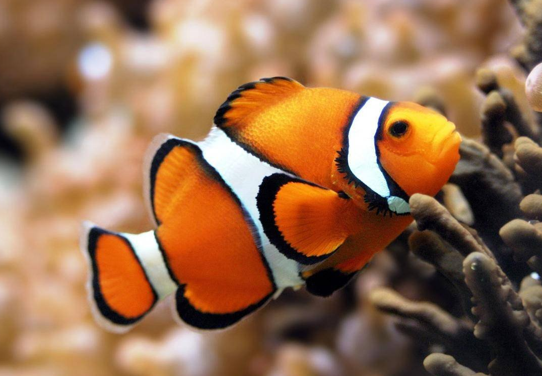 海洋中生活著哪些脊椎動物?相比于無脊椎它們有哪些特點?