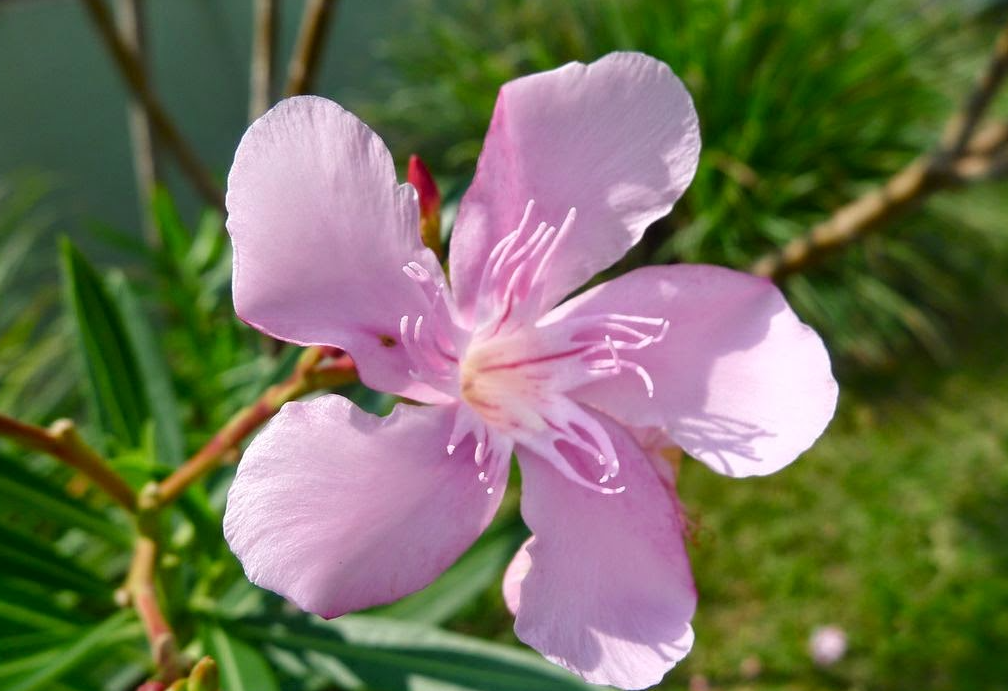 夾竹桃是一年四季都能開花嗎?室內(nèi)栽培需要哪些條件?