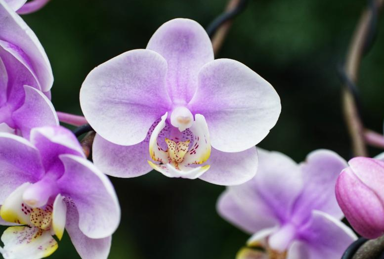 蘭花為什么被稱為中國蘭,中國有哪些種植蘭花的歷史?