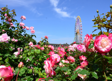 <b>薔薇可以種在家里嗎？ 薔薇的種植方法介紹</b>