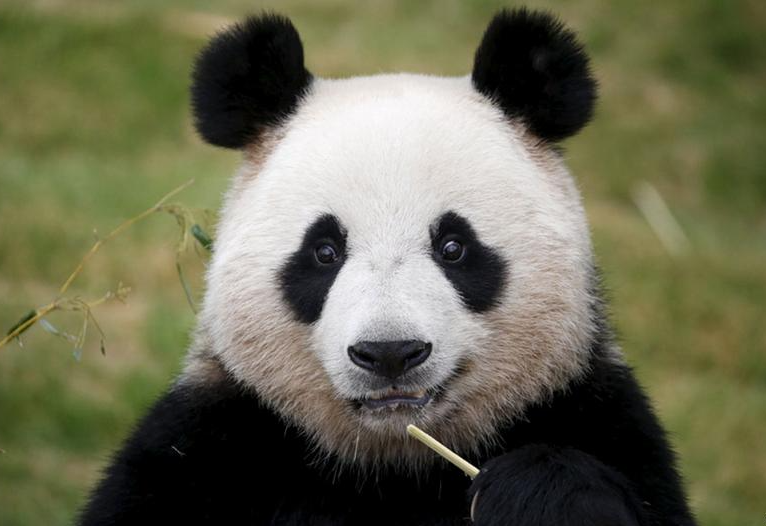 大熊貓是中國(guó)獨(dú)有的嗎?大熊貓的生物習(xí)性和特點(diǎn)介紹