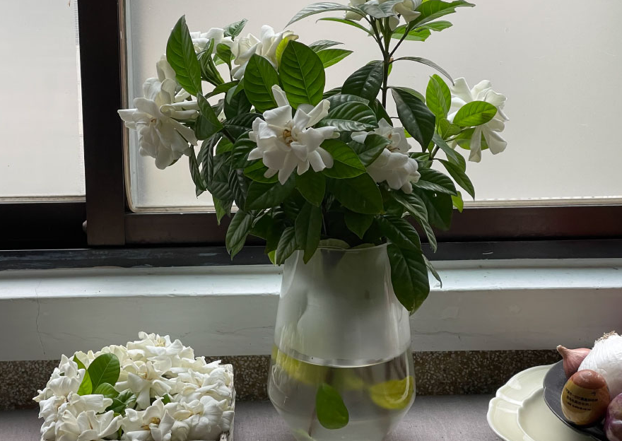 梔子花葉子發黃了還長蟲子怎么辦?