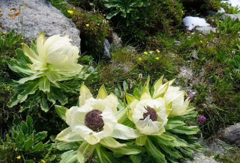 有哪些花冬天也可以開(kāi)花?如何在家庭中進(jìn)行栽培?