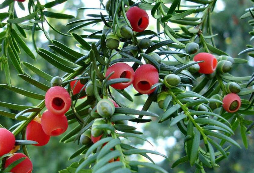 有哪些花冬天也可以開(kāi)花?如何在家庭中進(jìn)行栽培?