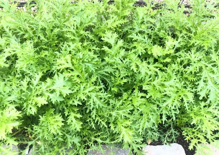 雪里紅播種時間是幾月?