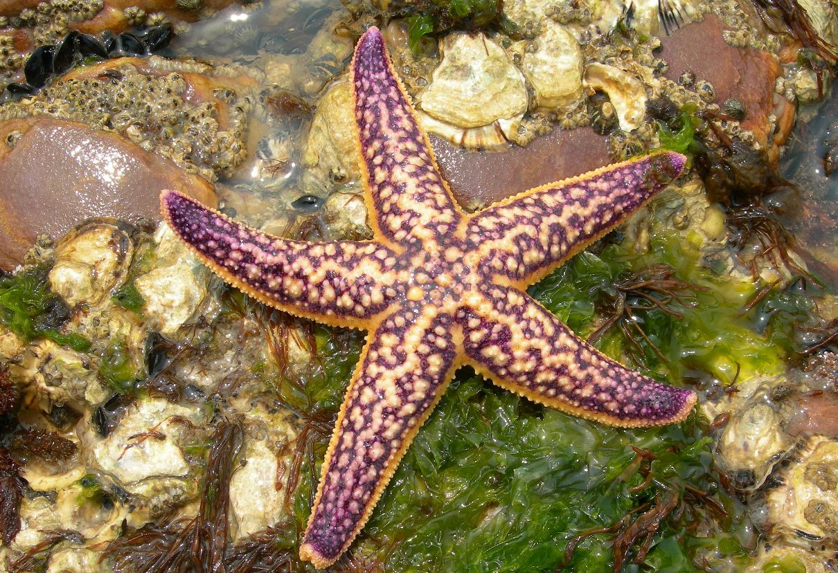 海星是動物還是植物?海星的生物特征介紹