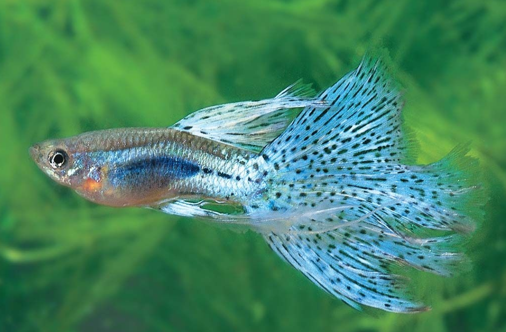 孔雀魚繁殖需要公魚和母魚放一起嗎?
