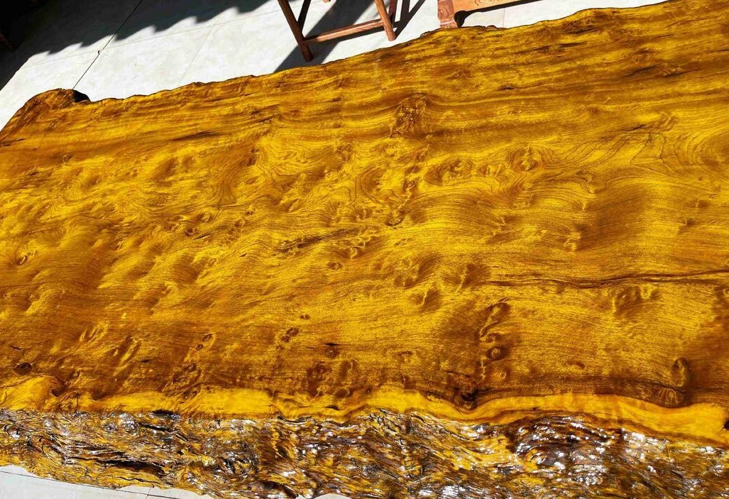 金絲楠木多少年才能長大?金絲楠木的產地和種植介紹