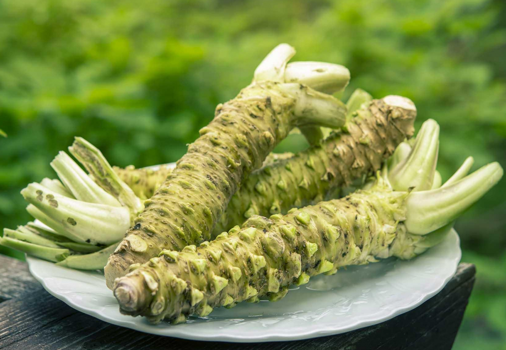 山葵如何種植?山葵的經(jīng)濟(jì)價值和營養(yǎng)價值介紹