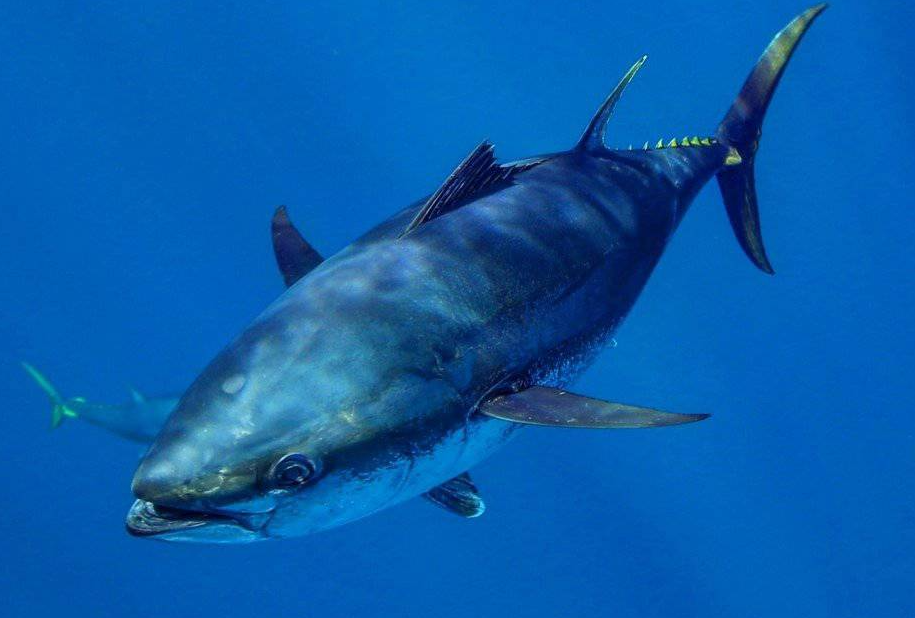 藍鰭金槍魚屬于保護動物嗎?藍鰭金槍魚的特點講解