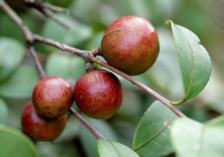 種植油茶樹的前景如何?油茶樹的種植方法介紹