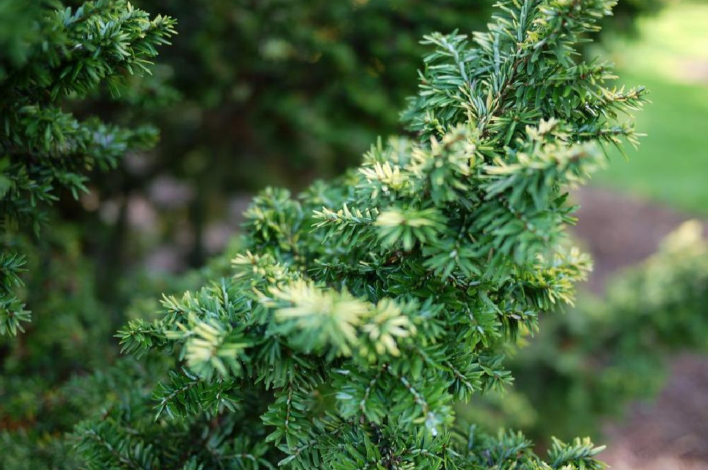 常青樹的種類有哪些?目前我國常見的常青樹分布及種植條件介紹