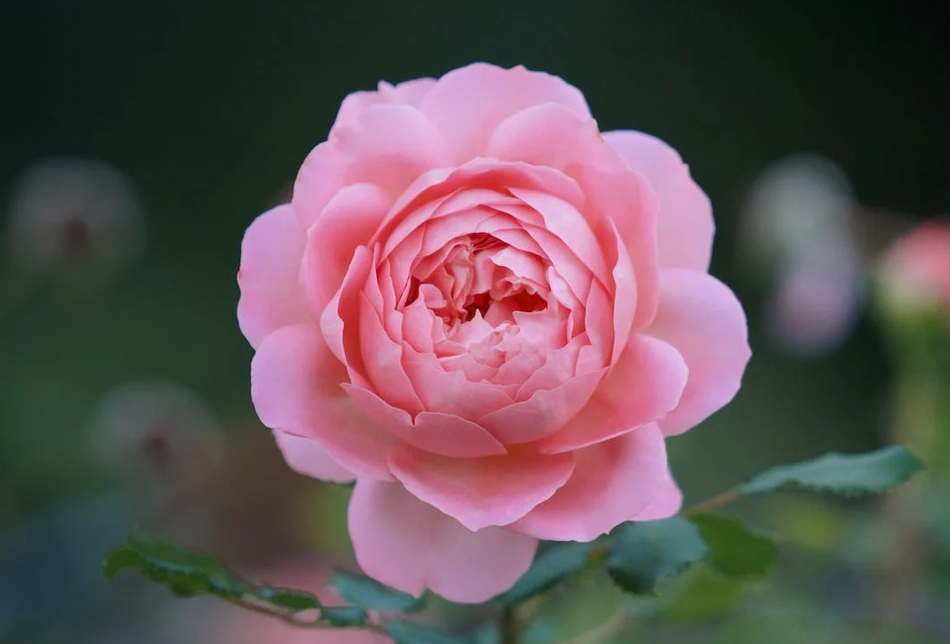 花卉植物為什么大多喜歡夏季?哪些花夏季反而長不好?