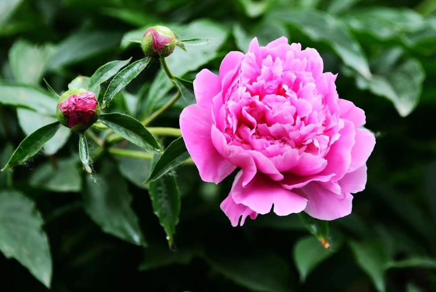 牡丹花的花語和文化寓意,名貴的牡丹花品種及種植條件有哪些?
