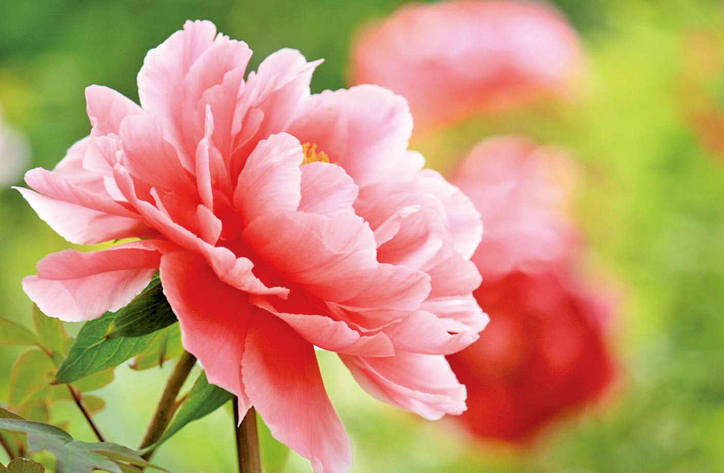 牡丹花的花語和文化寓意,名貴的牡丹花品種及種植條件有哪些?