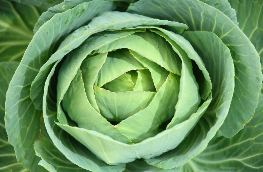 甘藍類細菌性黑斑病怎么防治?