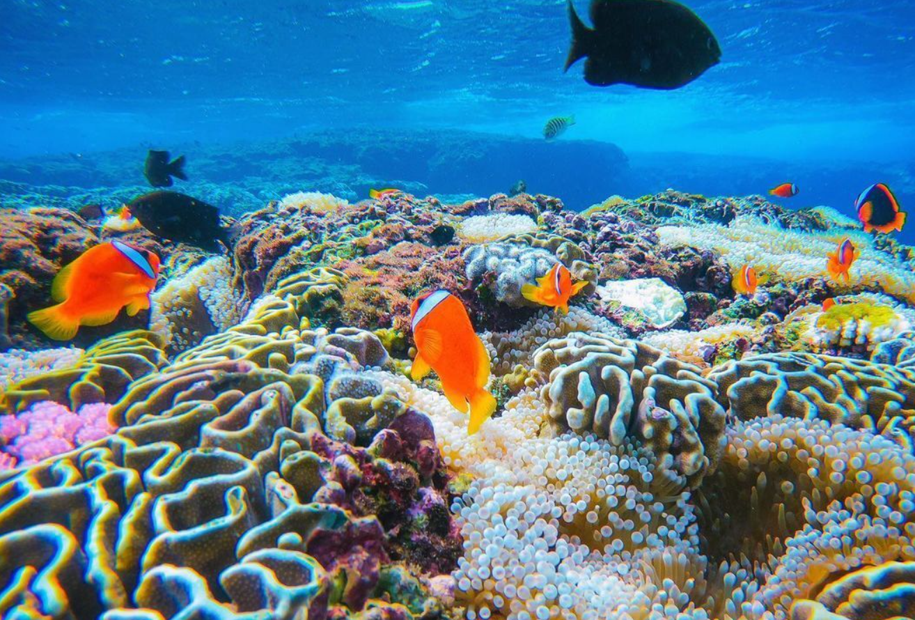 珊瑚礁對于海洋生物圈的重要意義,目前人類活動對珊瑚礁的影響