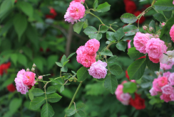 <b>薔薇在我國的種植歷史和文獻記載，薔薇的種植與修剪介紹</b>