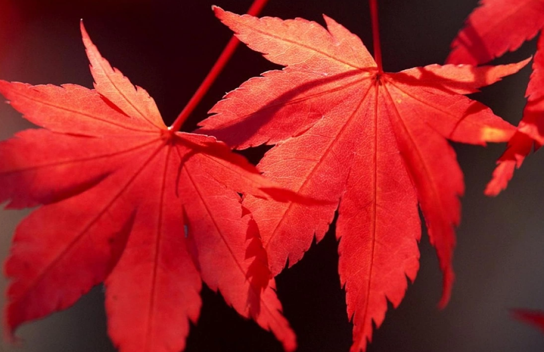 楓葉是秋季變紅的嗎?