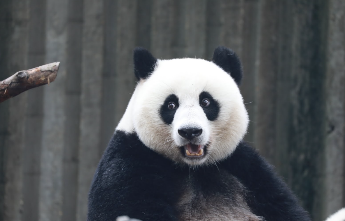 我國有哪些瀕臨滅絕的動物?這些物種的生態意義和保護措施介紹