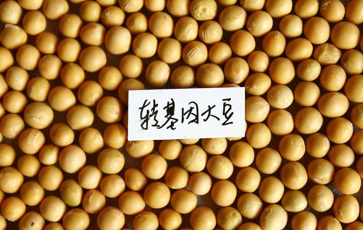 轉(zhuǎn)基因作物的意義有哪些?目前轉(zhuǎn)基因作物的發(fā)展和前景介紹