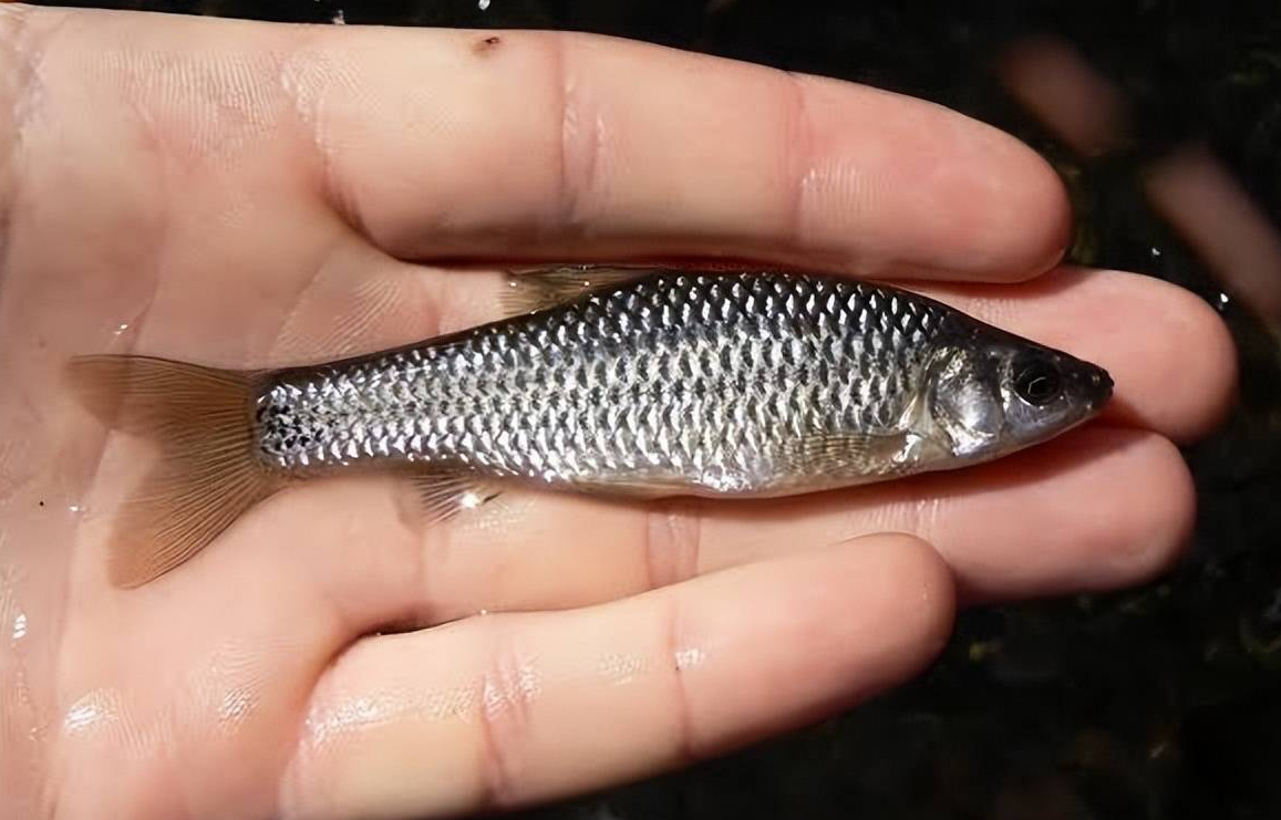 人工養殖麥穗魚多久可以售賣?