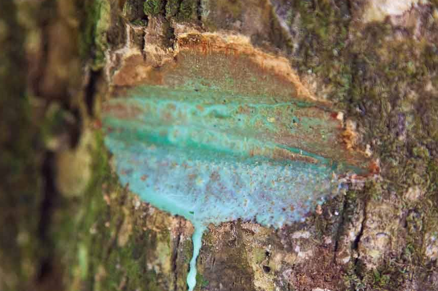 哪些植物可以吸收重金屬?吸收重金屬的植物會對人體健康產生哪些影響?