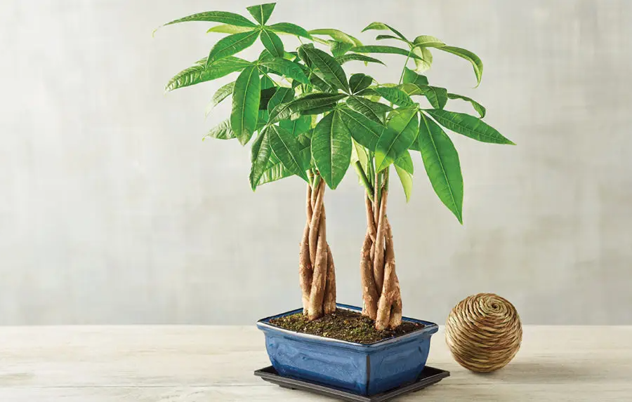 發財樹有哪些品種?發財樹如何種植及選種?