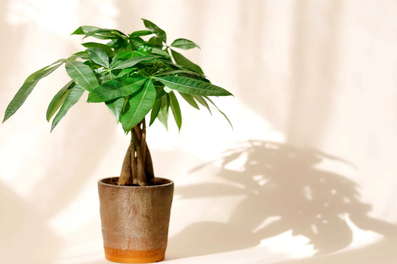 發財樹有哪些品種?發財樹如何種植及選種?