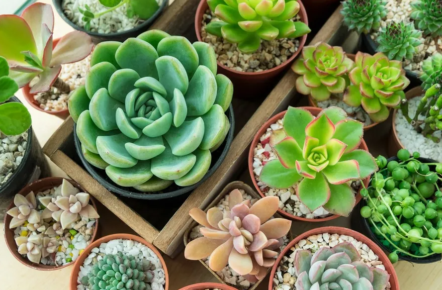 多肉植物有哪些特征?多肉植物的分布和價(jià)值介紹