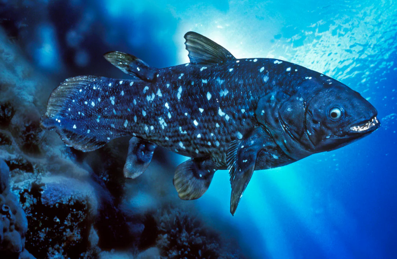 腔棘魚(yú)有多古老?腔棘魚(yú)的生物特征和外形特征介紹
