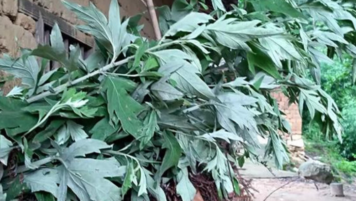 艾草怎么樣快速繁殖,方法有哪些?