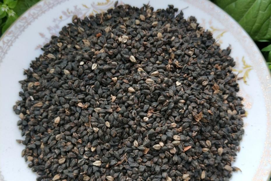 黑苦蕎有什么營養價值和功效?有哪些食用禁忌?