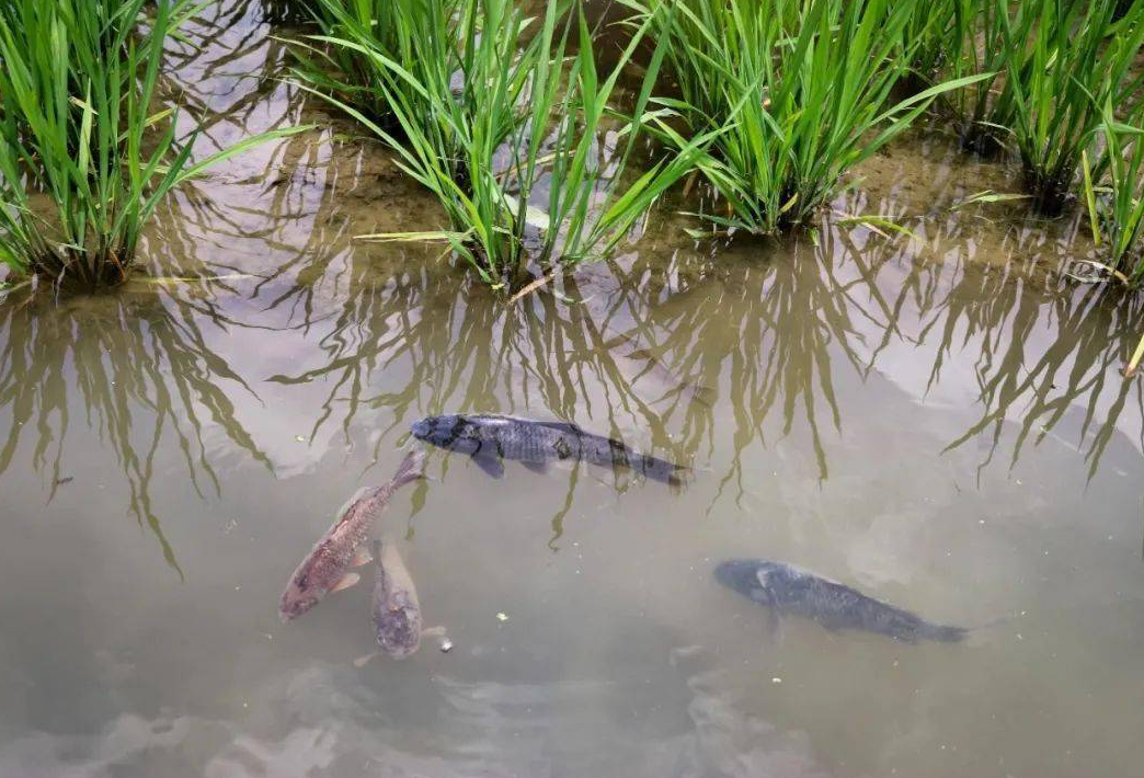 什么叫稻田養魚?這種方式有什么優點?