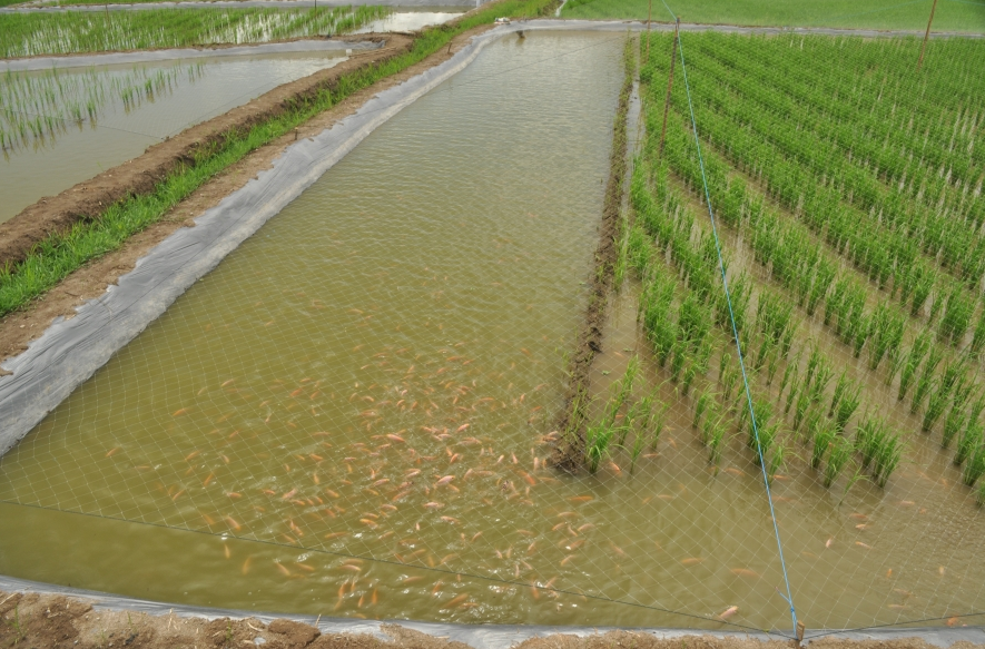 什么叫稻田養魚?這種方式有什么優點?