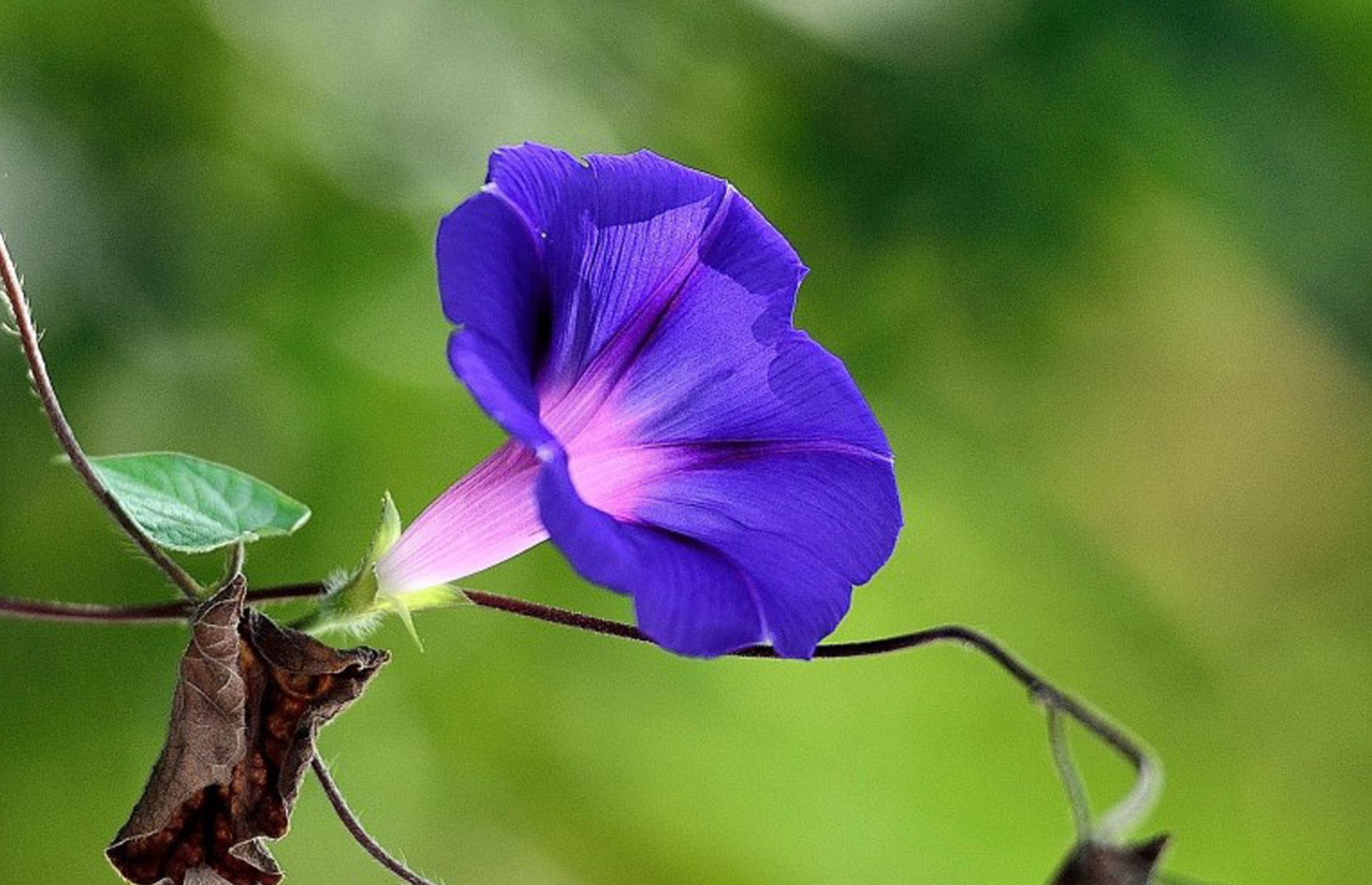宿根花卉都有哪些類型?常見的花卉有哪些?