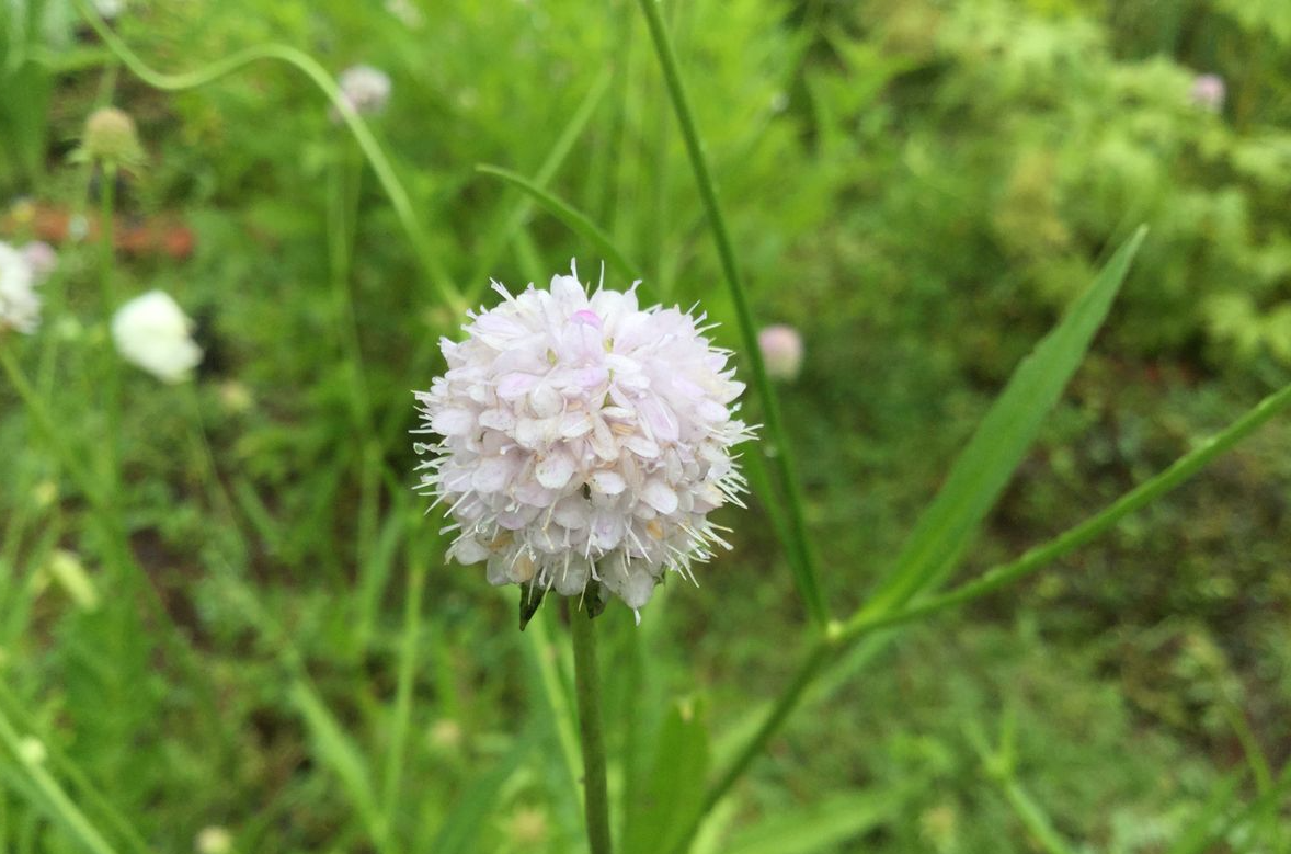 宿根花卉如何繁殖?怎樣去做好種植管理?