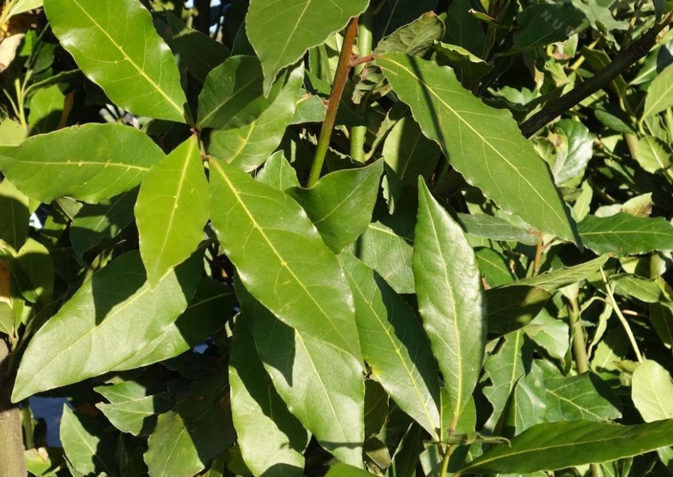 月桂的生長環境如何?有什么價值利益?